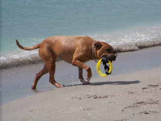 Summer safety tips for pets. Dog playing on Sanibel Island , Florida